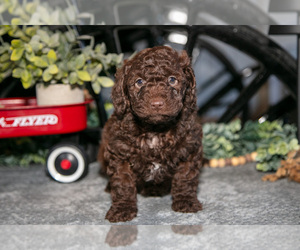 Medium Labradoodle-Poodle (Miniature) Mix
