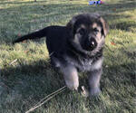 Small Photo #3 German Shepherd Dog Puppy For Sale in BEND, OR, USA