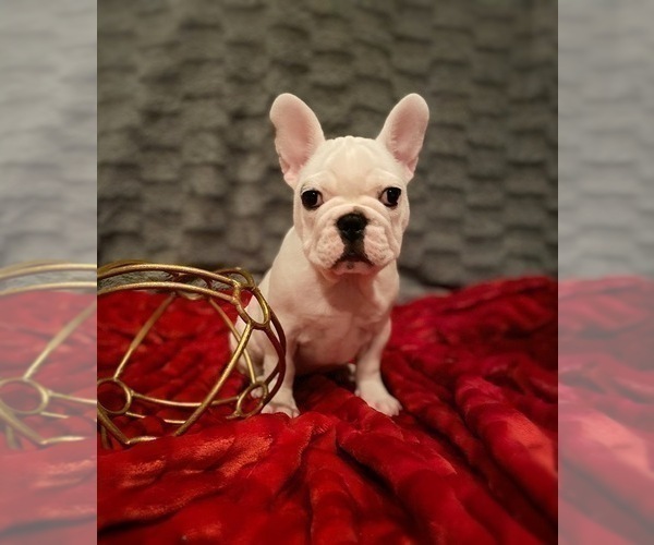Medium Photo #2 French Bulldog Puppy For Sale in MOORESVILLE, NC, USA