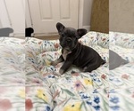 Small #4 French Bulldog