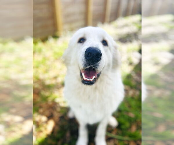 Medium Photo #7 Great Pyrenees Puppy For Sale in Spring, TX, USA