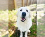 Small #6 Great Pyrenees