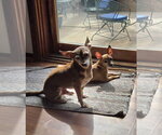 Small #3 Chihuahua