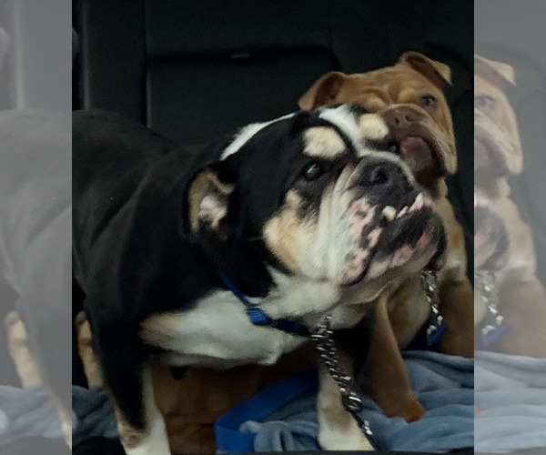 Medium Photo #2 Bulldog Puppy For Sale in Dumont, NJ, USA