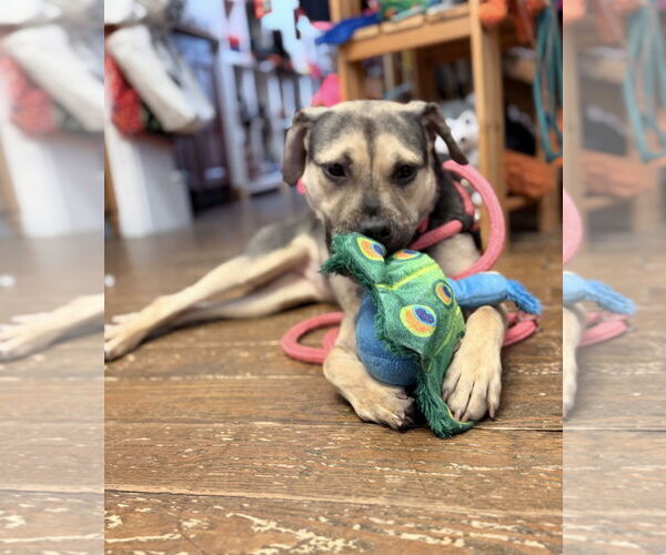 Medium Photo #10 Mutt Puppy For Sale in Chester, NJ, USA