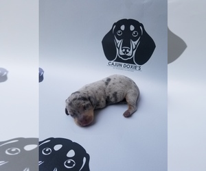 Dachshund Puppy for sale in SLAUGHTER, LA, USA