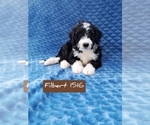 Small Photo #2 Miniature Bernedoodle Puppy For Sale in FREDERICKSBURG, OH, USA