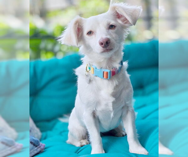 Medium Photo #7 Dachshund-Unknown Mix Puppy For Sale in Chino Hills, CA, USA