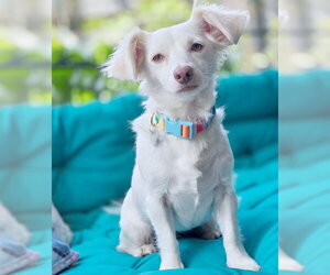 Olly - Female Dachshund-Unknown Mix Dog for Adoption - Photo #7