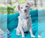 Small #6 Dachshund Mix