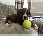 Puppy Yellow Boxer