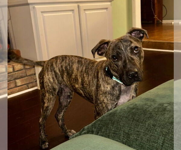 Medium Photo #3 Mountain Cur-Unknown Mix Puppy For Sale in Jefferson, WI, USA