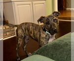 Small #2 Mountain Cur Mix