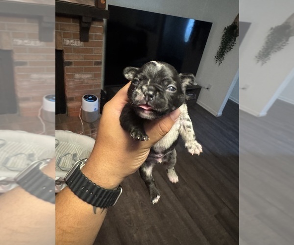 Medium Photo #1 Faux Frenchbo Bulldog Puppy For Sale in LUTZ, FL, USA