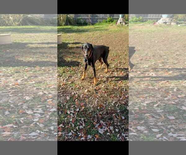 Medium Photo #4 Doberman Pinscher Puppy For Sale in Buffalo, MN, USA