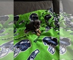 Small Photo #3 Chihuahua Puppy For Sale in EVERETT, WA, USA