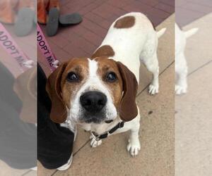 American Foxhound-Unknown Mix Dogs for adoption in Santa Maria, CA, USA