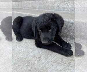 German Shepherd Dog-Goldendoodle Mix Puppy for sale in BATTLE GROUND, WA, USA