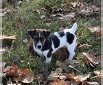 Puppy Puppy 4 Jack Russell Terrier