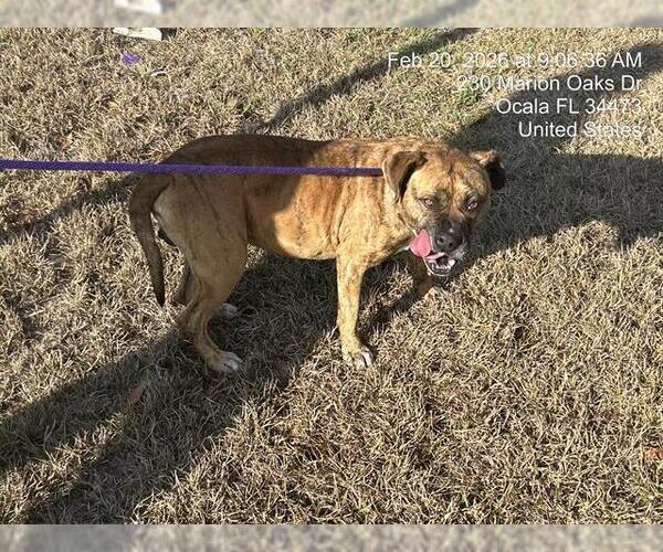 Medium Photo #1 American Pit Bull Terrier Puppy For Sale in Ocala, FL, USA