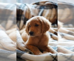Small #5 Goldendoodle (Miniature)