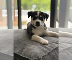 Small #4 Siberian Husky Mix