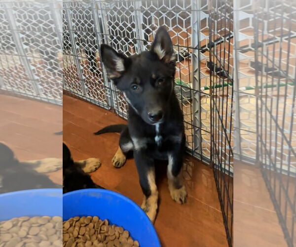 Medium Photo #1 German Shepherd Dog Puppy For Sale in Harrison, AR, USA