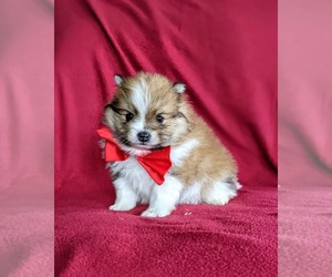 Pomeranian Puppy for sale in CHRISTIANA, PA, USA