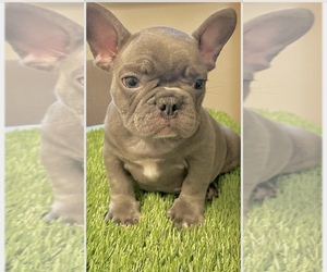 French Bulldog Puppy for sale in TURLOCK, CA, USA