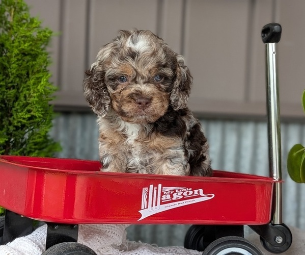 Medium Photo #9 Cockapoo (Miniature) Puppy For Sale in GOSHEN, IN, USA