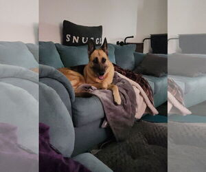 German Shepherd Dog Dogs for adoption in La Grange , NC, USA