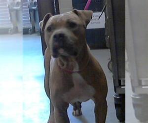 Medium American Pit Bull Terrier