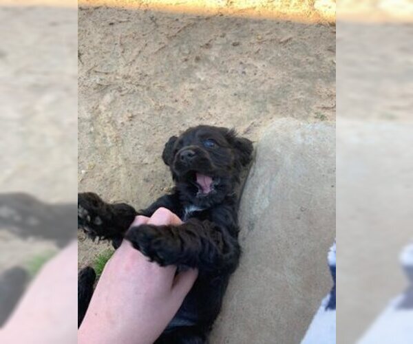 Medium Photo #1 Cocker Spaniel Puppy For Sale in PITTSBURG, TX, USA