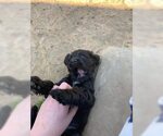 Small Photo #1 Cocker Spaniel Puppy For Sale in PITTSBURG, TX, USA
