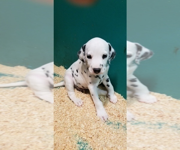 Medium Photo #9 Dalmatian Puppy For Sale in DUVALL, WA, USA