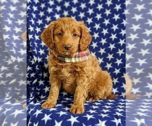 Goldendoodle (Miniature) Puppy for sale in NOTTINGHAM, PA, USA