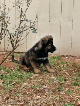 Medium Photo #14 German Shepherd Dog Puppy For Sale in MC DONOUGH, GA, USA