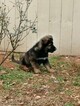 Small #13 German Shepherd Dog