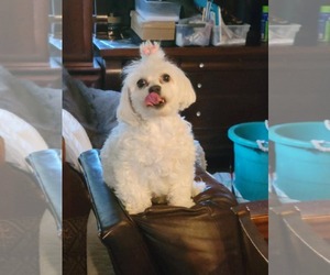 Havanese-Unknown Mix Dogs for adoption in Arlington, WA, USA