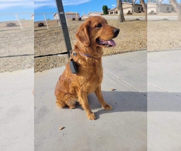 Medium Photo #1 Golden Retriever Puppy For Sale in GOODYEAR, AZ, USA