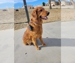 Small Photo #1 Golden Retriever Puppy For Sale in GOODYEAR, AZ, USA