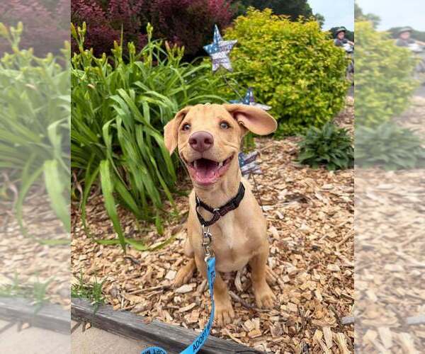 Medium Photo #34 Labrador Retriever-Unknown Mix Puppy For Sale in New York, NY, USA
