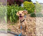 Small #33 Labrador Retriever Mix