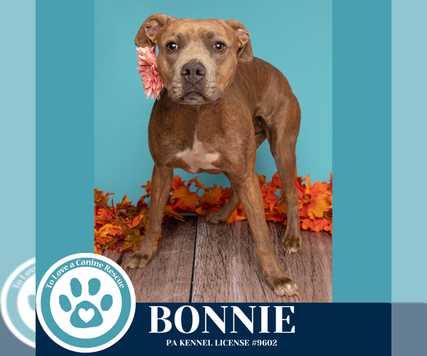 Medium Photo #13 Mutt Puppy For Sale in Kimberton, PA, USA