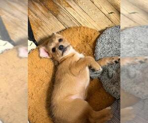 Malchi Dogs for adoption in Hewitt, NJ, USA