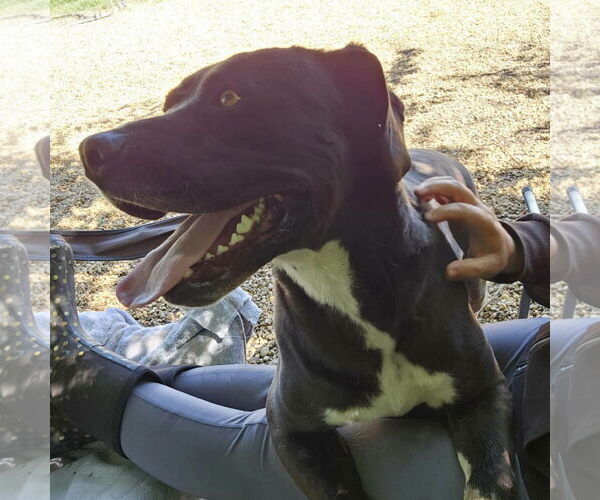 Medium Photo #5 Boxador Puppy For Sale in Anniston, AL, USA