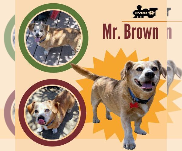 Medium Photo #1 Chiweenie Puppy For Sale in Lindsay, CA, USA