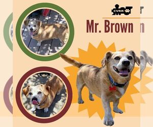 Chiweenie Dogs for adoption in Lindsay, CA, USA