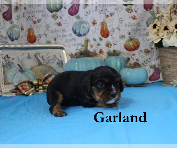 Medium Photo #76 Cavalier King Charles Spaniel Puppy For Sale in CHANUTE, KS, USA