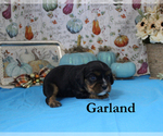 Small #5 Cavalier King Charles Spaniel